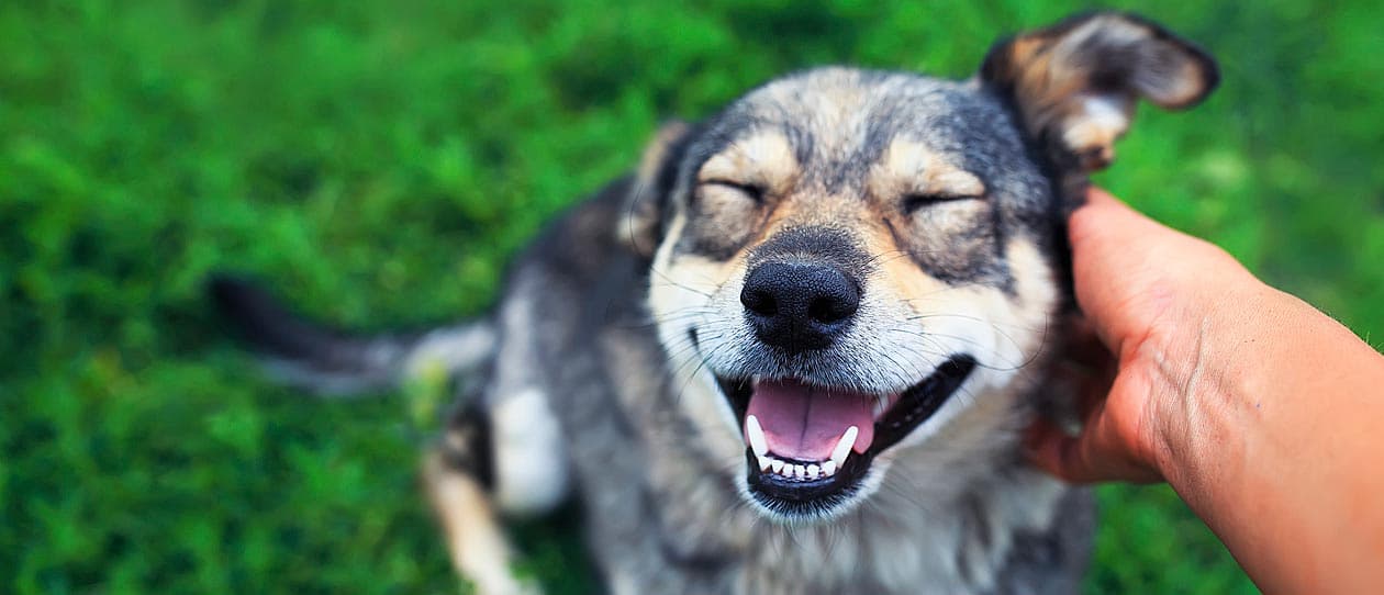 Dog happily being scratched on the ear by owner
