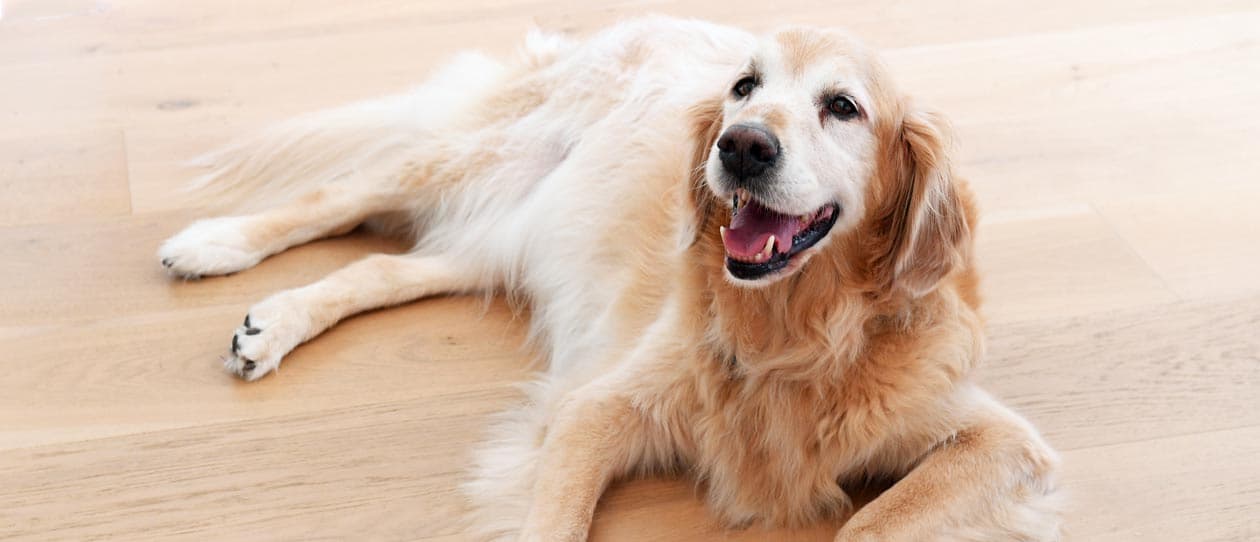 WATCH: How to help your dog's joints with Dr Katrina Warren