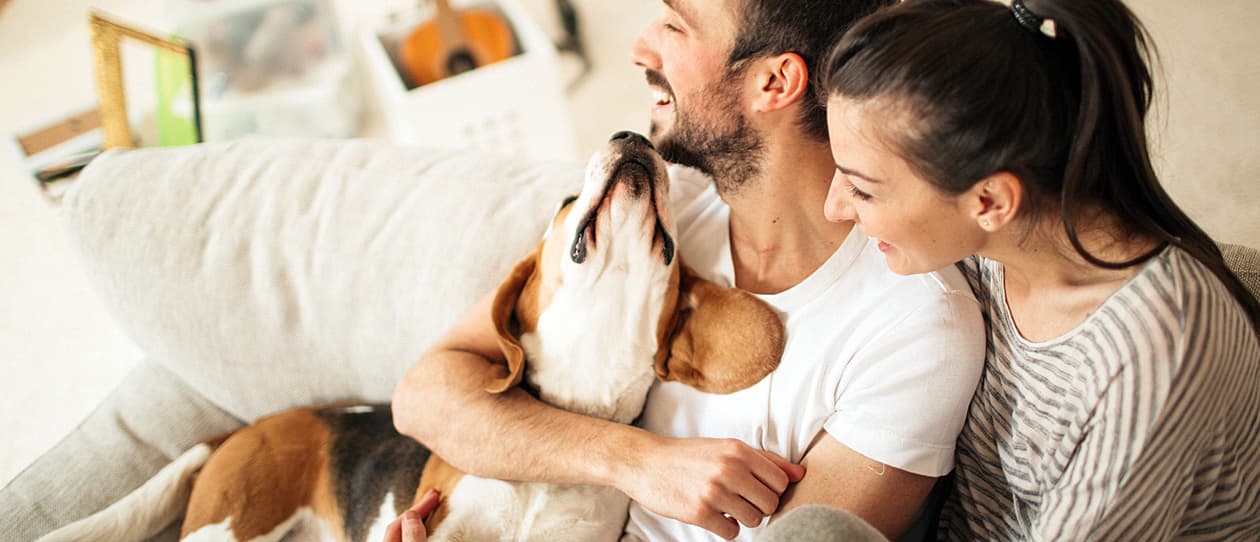 how-to-introduce-your-new-partner-to-your-pet-main