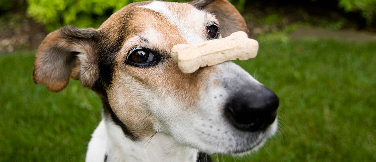 howtomakedogtreatsmain