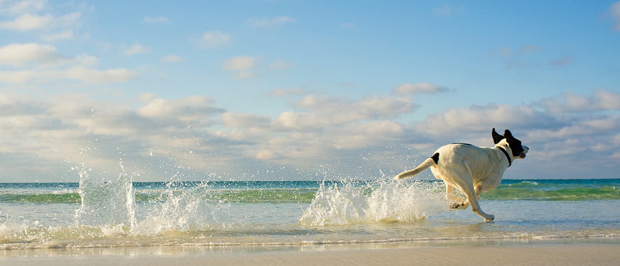 How-to-manage-your-pets-arthritis-main