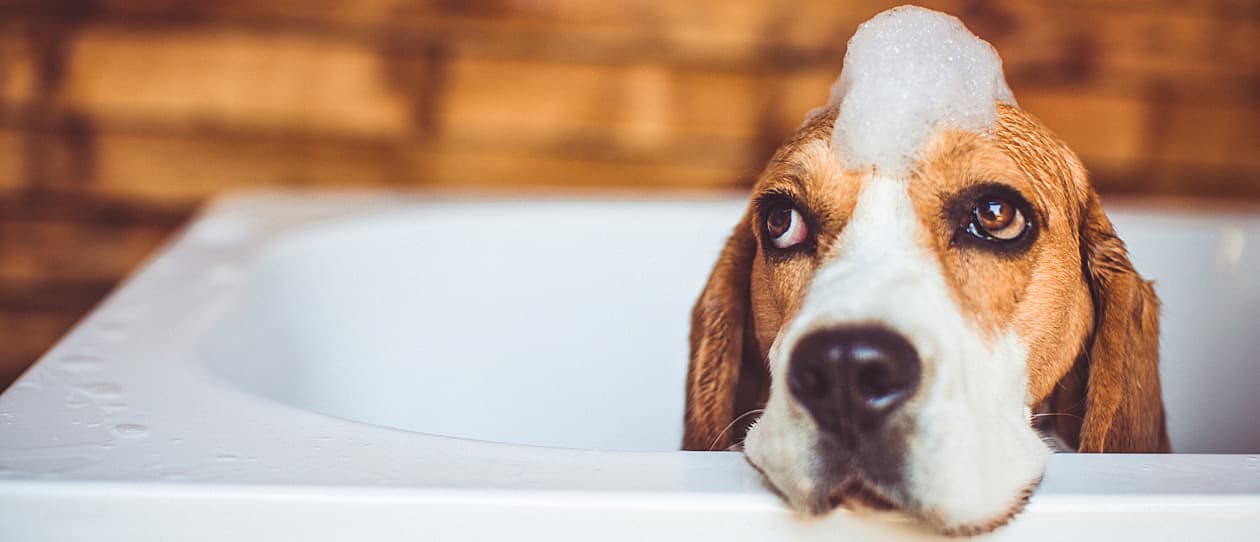 is-it-important-to-wash-dog-main