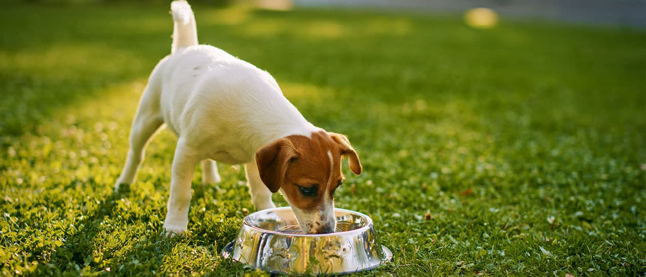 Milk is good for dog hotsell