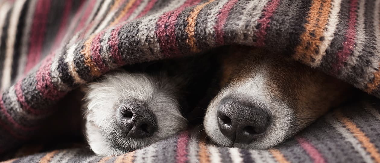 keeping-pets-healthy-in-winter-main