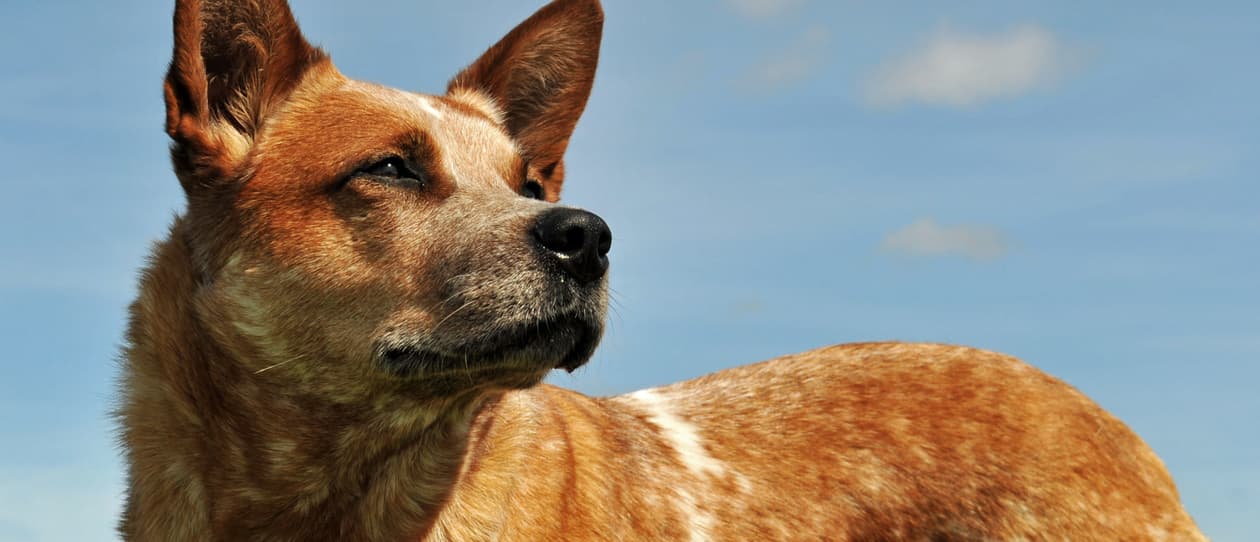 Lewis the red heeler rescue 