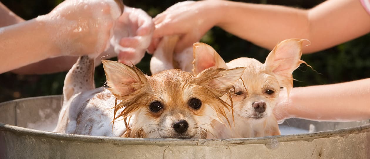 makingbathtimefunmain