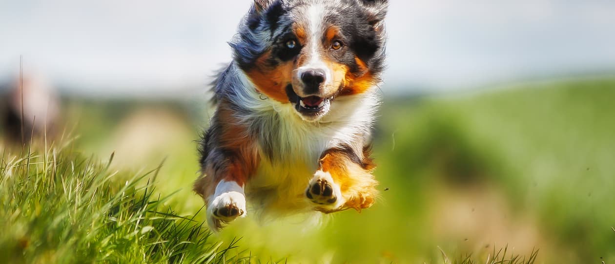 osteoarthritis-in-dogs-main