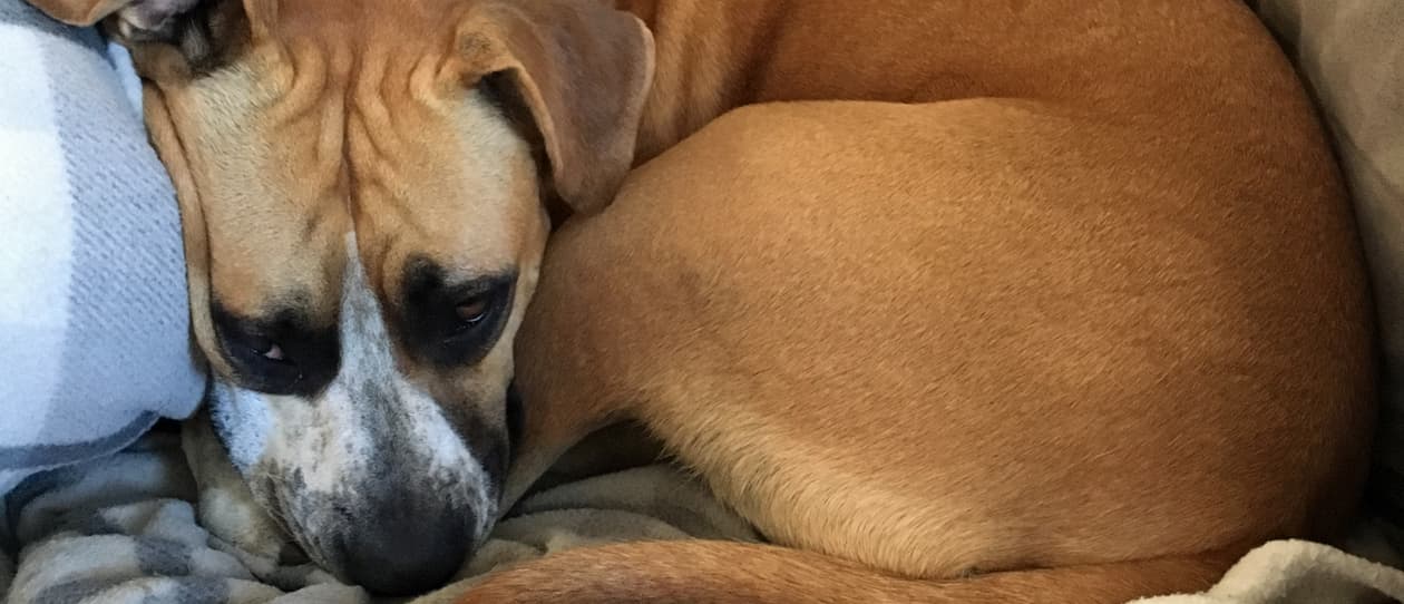 Our staffy cross rescue dog