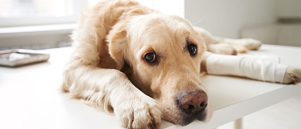 pain-relief-for-dogs1260x542