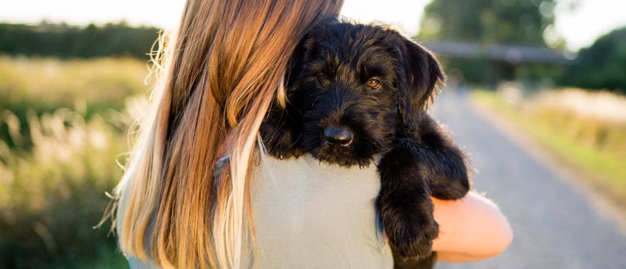 Understanding pancreatitis in dogs