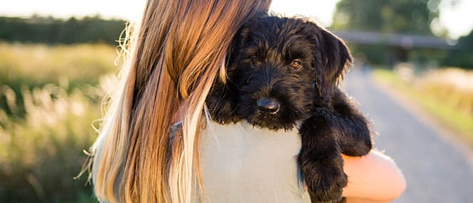 Understanding pancreatitis in dogs