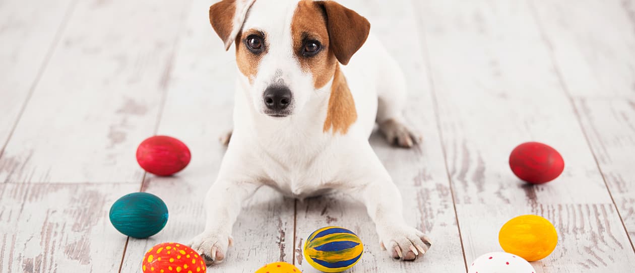 pets-and-easter-main