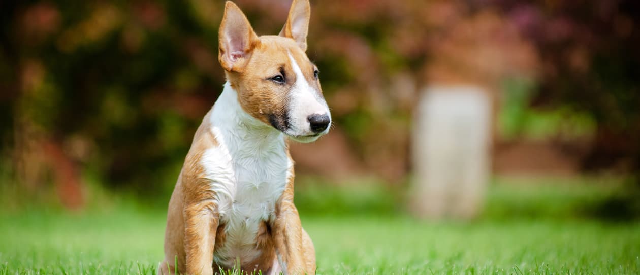 phoenix-mini-bull-terrier-rescue2-main