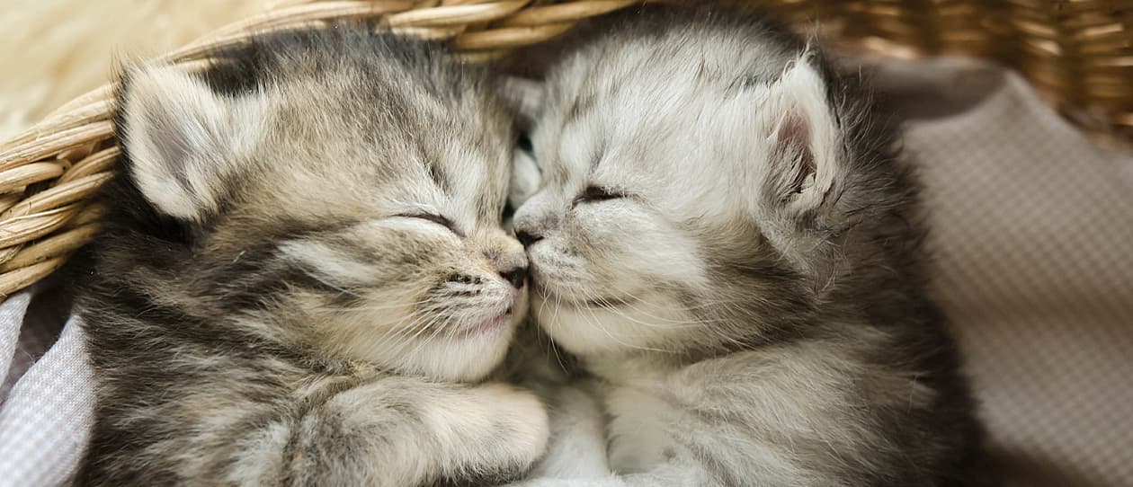 pickrightcatbreedmain