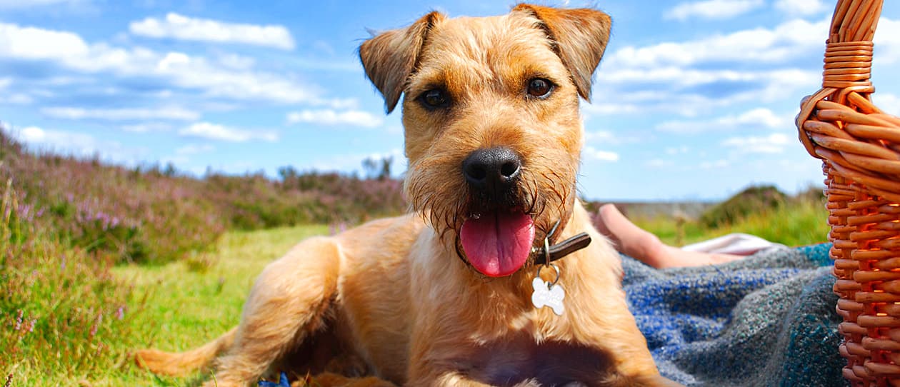 picnic-with-your-pooch-main