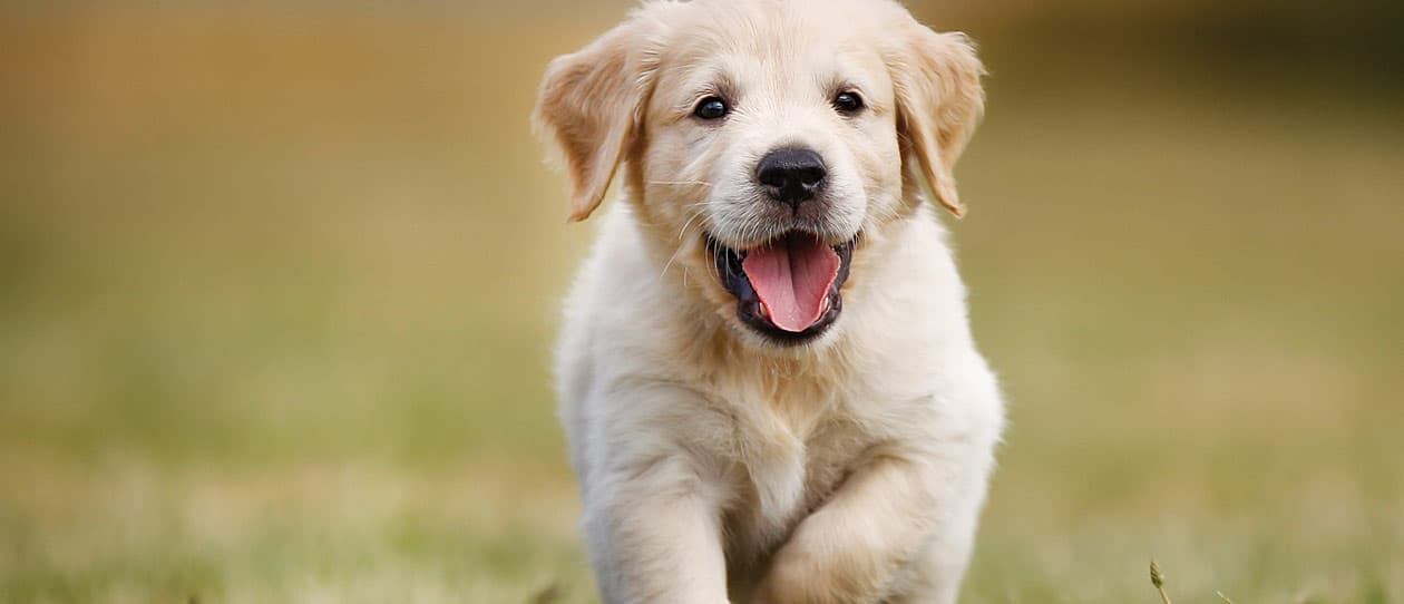Popular dog names | PAW by Blackmores