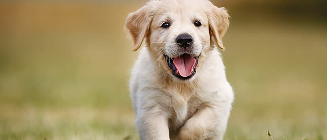 Popular dog names | PAW by Blackmores