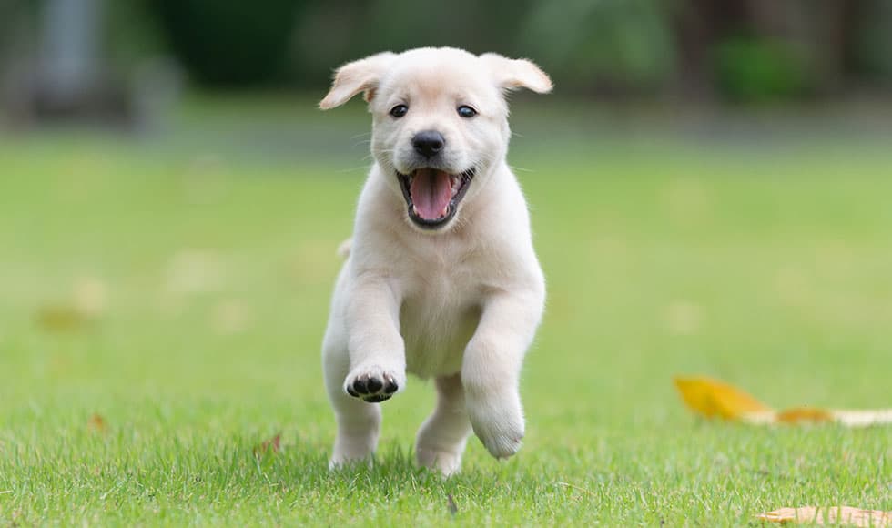 preparing-you-and-your-home-for-a-puppy980x580