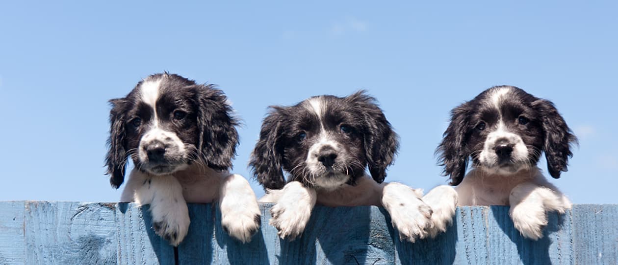 puppies-proof-house-main