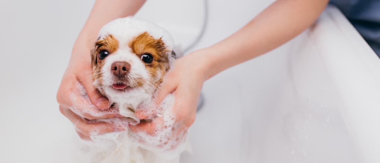 Puppy Bath Time - Page Detail