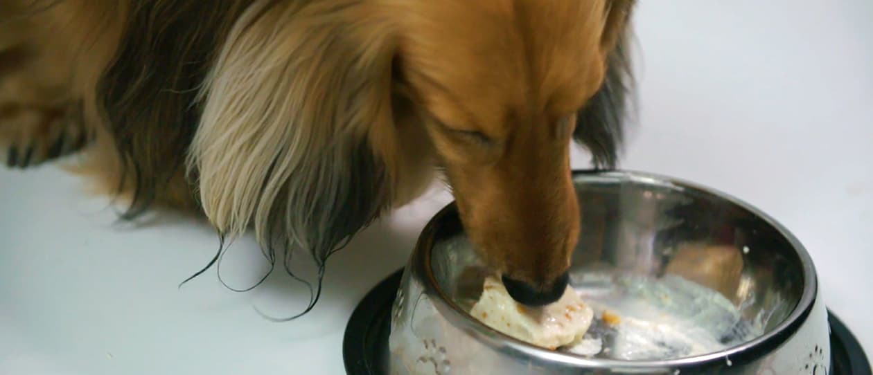 RECIPE: Apple honey pupsicles