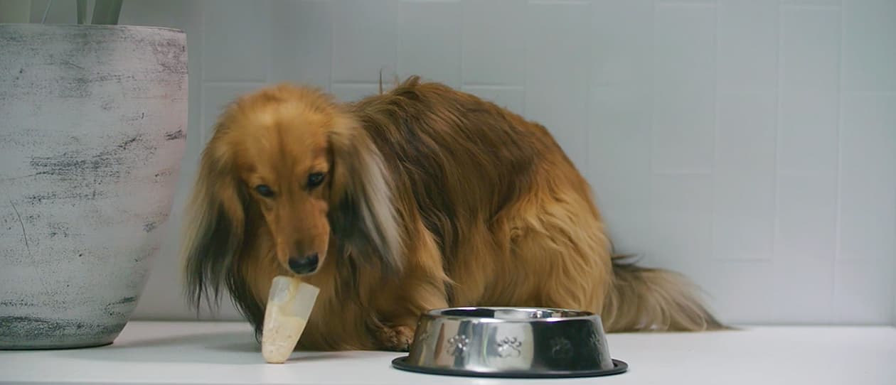RECIPE: Chicken pupsicles