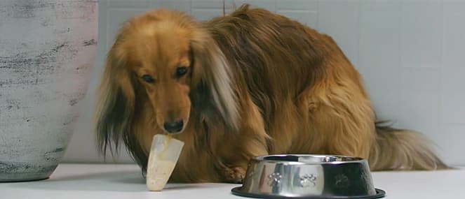 RECIPE: Chicken pupsicles