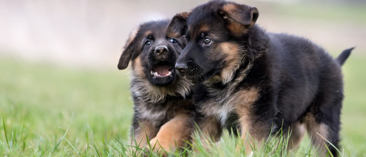 Charlie and Dakota - rescue puppy siblings