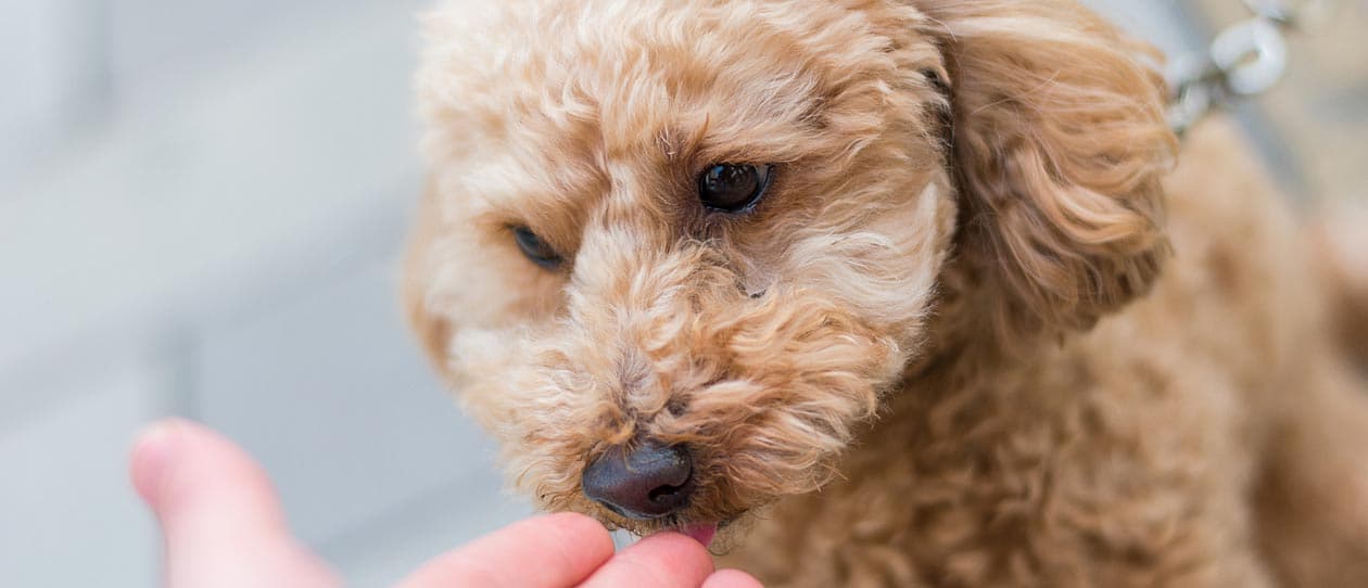 River the rescue toy poodle
