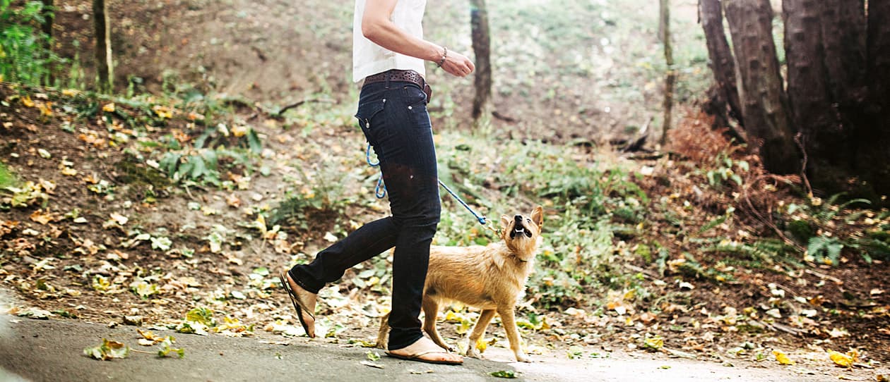 safety-tips-walking-dog-after-dark-main