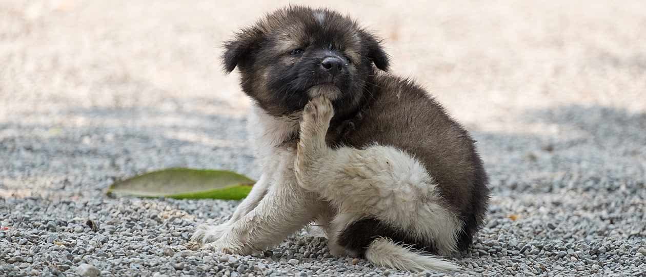 Sarcoptic mange. Dog scratching | PAW by Blackmores