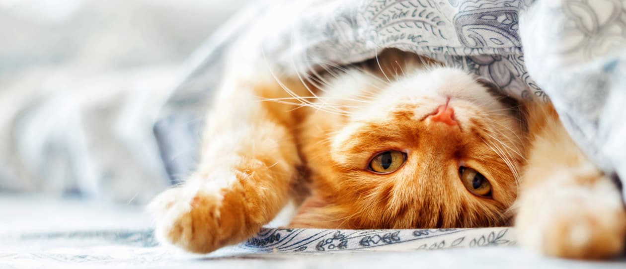 six-crazy-cat-tales-main