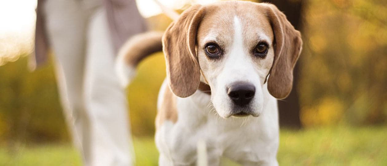 symptoms-and-treatments-of-liver-disease-in-dogs-2-main