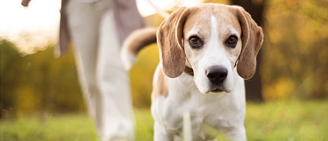 symptoms-and-treatments-of-liver-disease-in-dogs-2-thumb