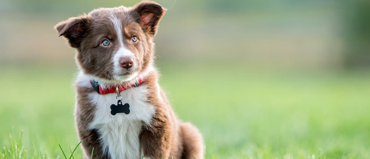 Talking Breeds - Border Collies
