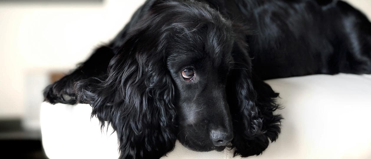 Talking breeds - Cocker Spaniel | PAW by Blackmores