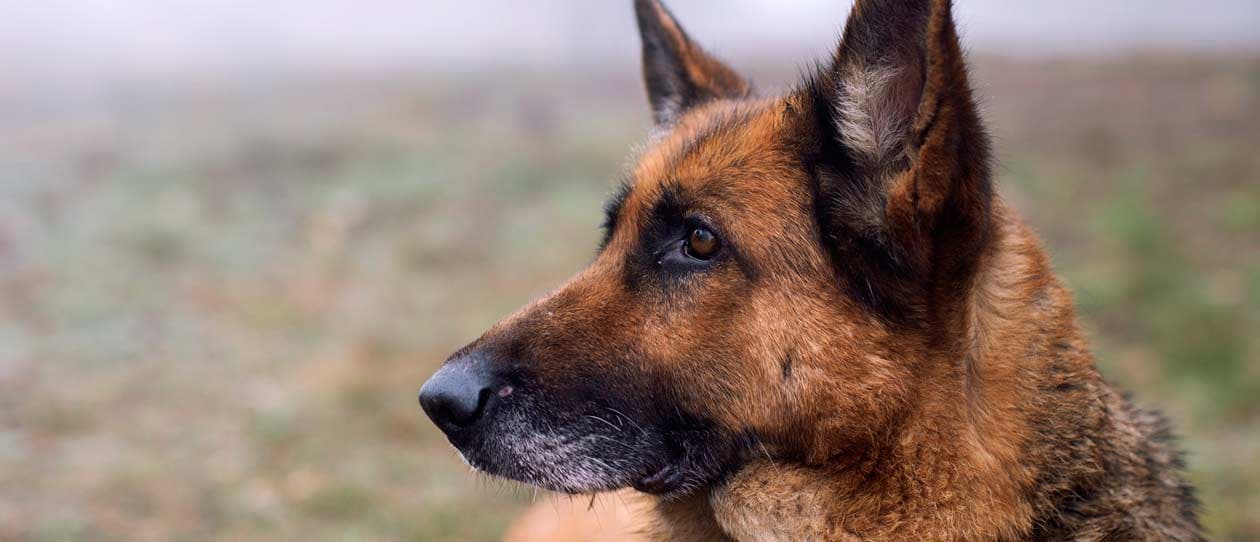 Talking breeds - German Shepherds