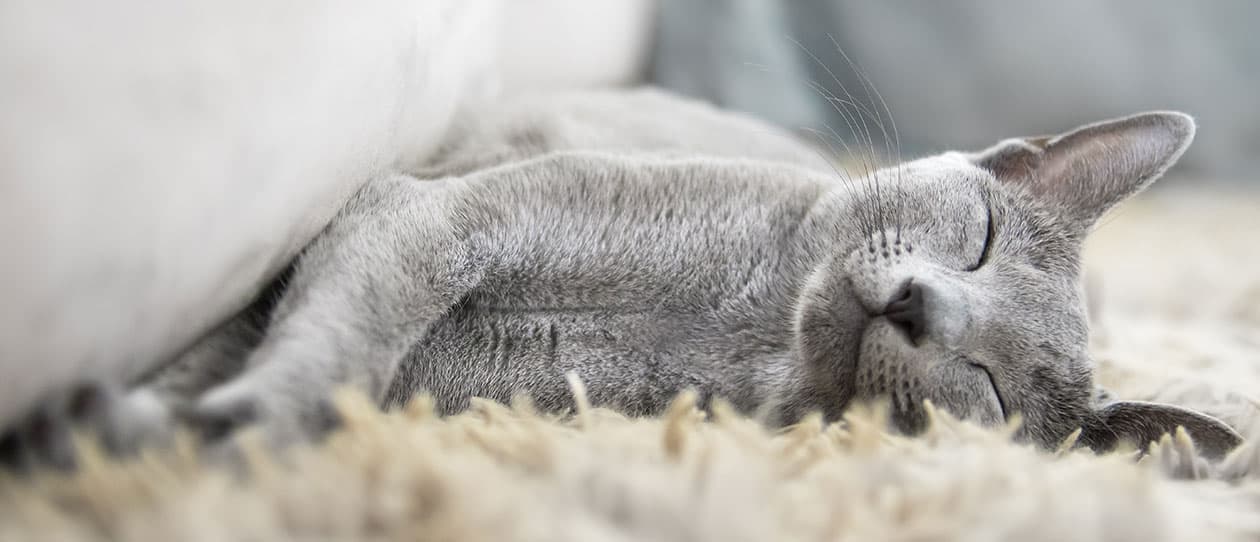 the-best-hypoallergenic-cats-for-people-with-allergies160x542