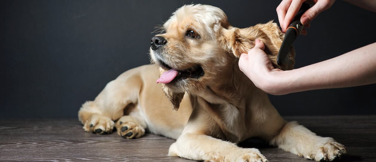 the-boom-in-dog-grooming-main