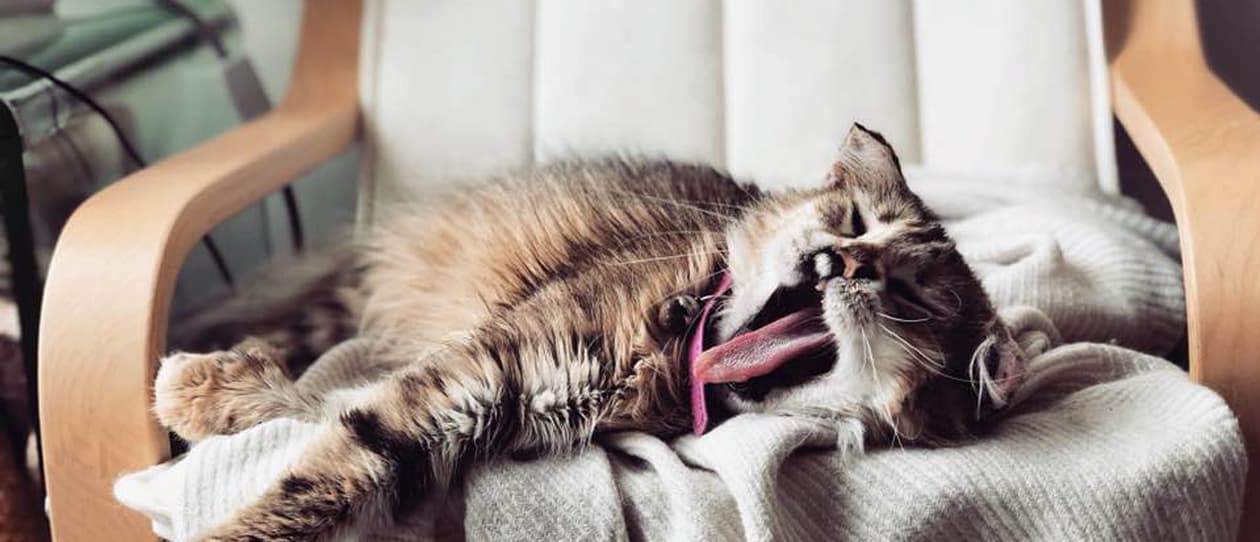 The rescue kitten with the unbreakable spirit