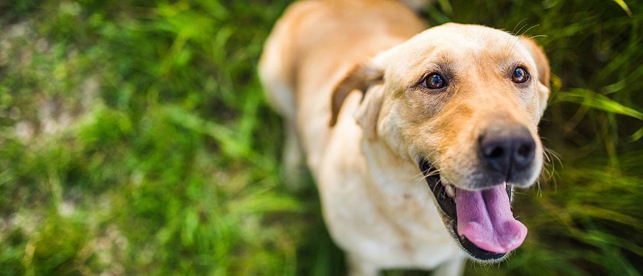 Labrador dog smiling - PAW by Blackmores