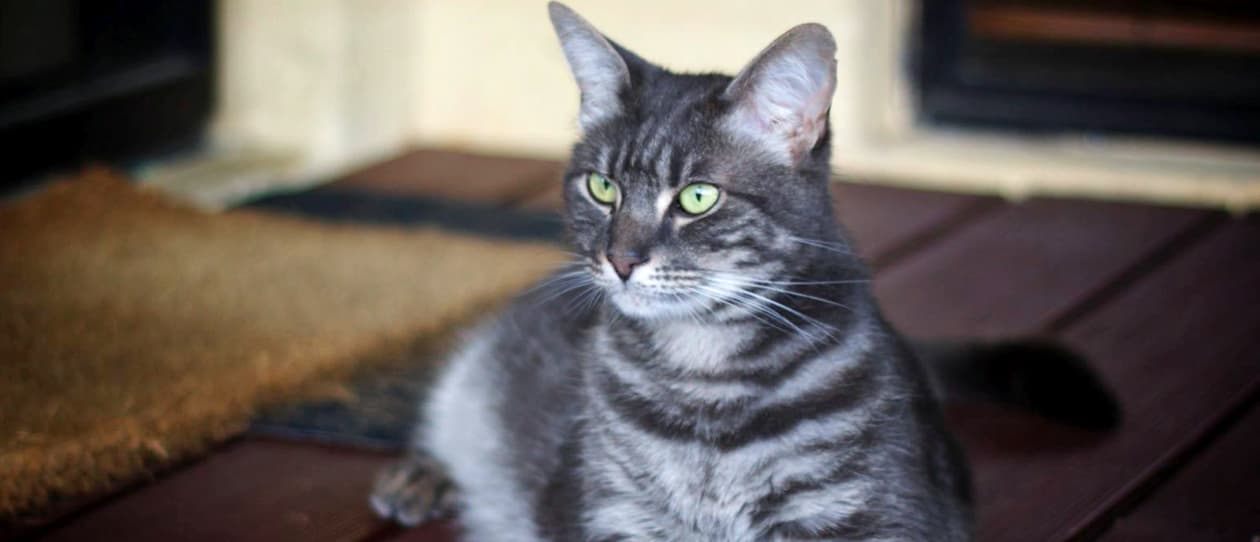 tripod-the-three-legged-rescue-cat-1-main