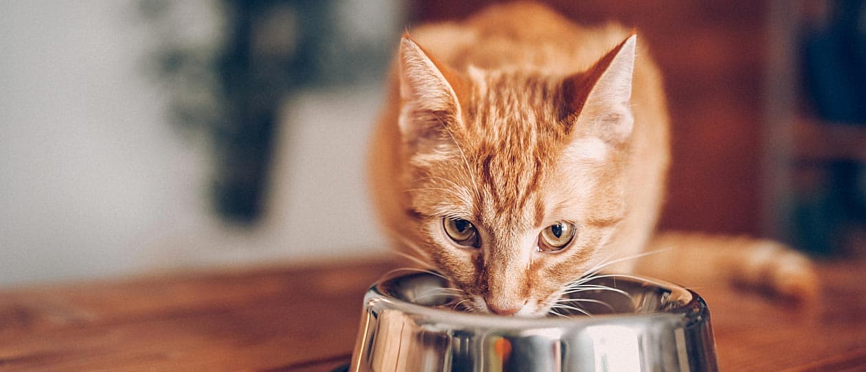 Ginger cat eating from an aluminium bowl on a table