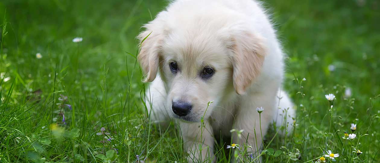 Golden retriever puppy doing a poo outside