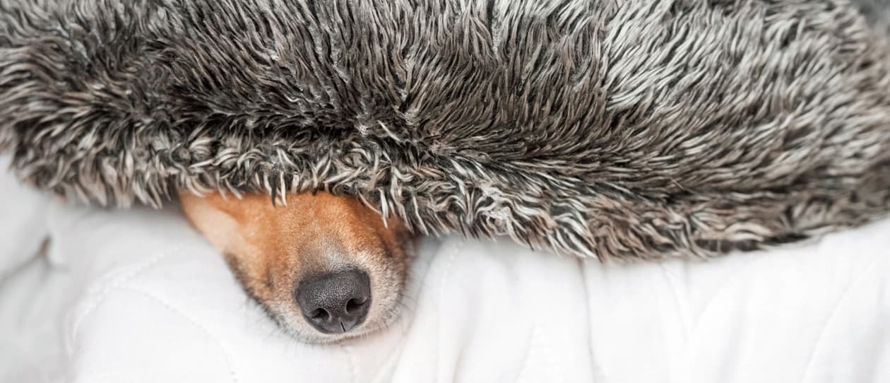 Why is my dog afraid of fireworks and thunder?