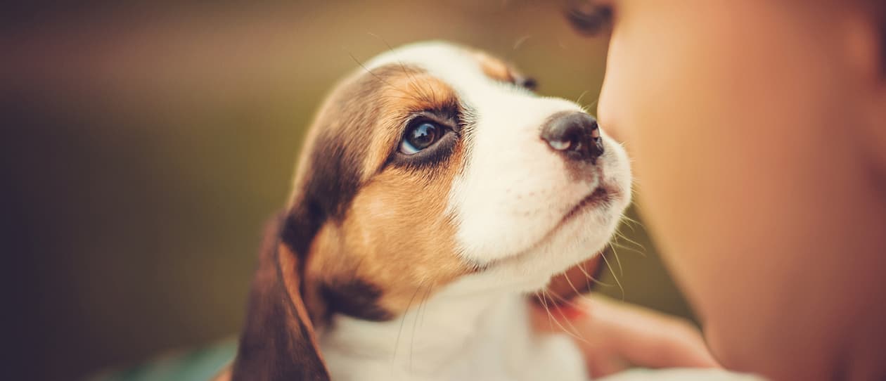 why-dogs-are-the-most-lovable-animals-on-the-planetV2-main