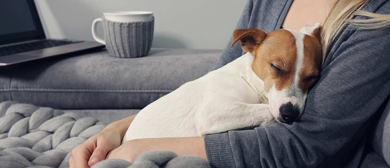woman cuddling dog on the couch | working from home with your pet