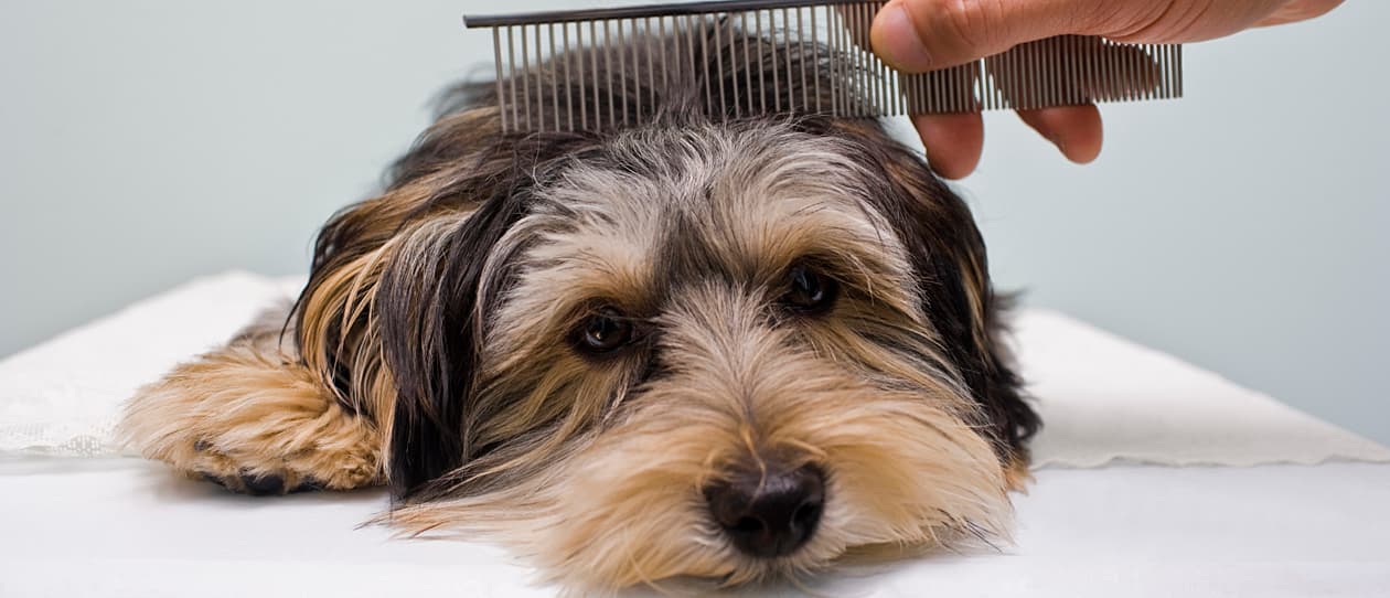 winter-grooming-main