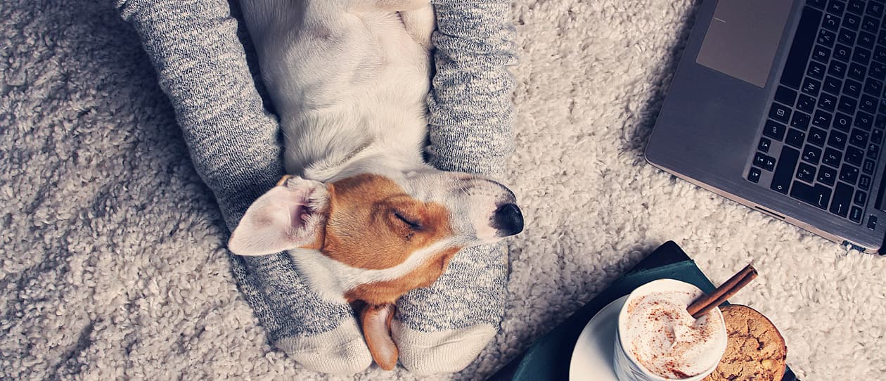 winter-hacks-for-arthritic-pets-main