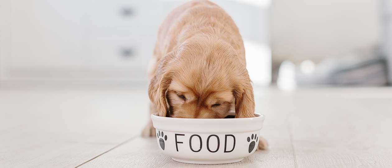 How to keep your dogs digestion in check PAW by Blackmores